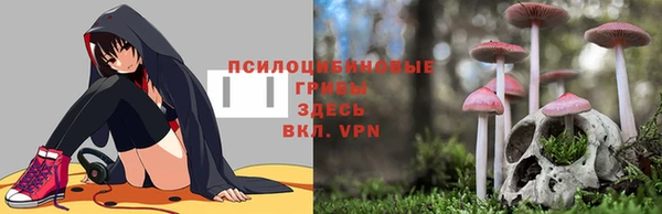 крисы Абаза