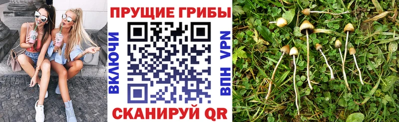 купить Тюмень Галлюциногенные грибы Magic Shrooms